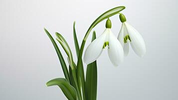 Photo of beautiful Snowdrop flower isolated on white background. Generative AI