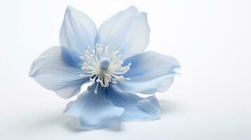 Photo of beautiful Tweedia flower isolated on white background. Generative AI