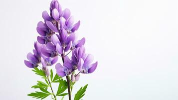 Photo of beautiful Lupine flower isolated on white background. Generative AI