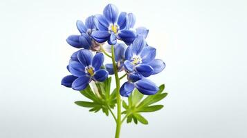 Photo of beautiful Bluebonnet flower isolated on white background. Generative AI