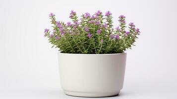 Photo of Thyme flower in pot isolated on white background. Generative AI