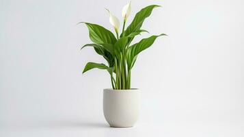 Photo of Zantedeschia flower in pot isolated on white background. Generative AI