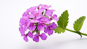 Photo of beautiful Verbena flower isolated on white background. Generative AI