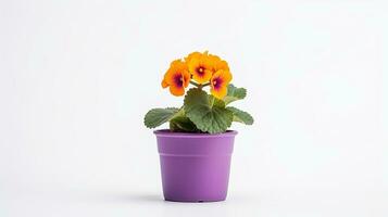 Photo of Primula flower in pot isolated on white background. Generative AI