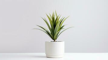 Photo of Yucca flower in pot isolated on white background. Generative AI