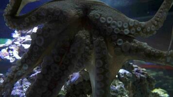 The day octopus roams the reefs in tropical waters from Hawaii to East Africa video