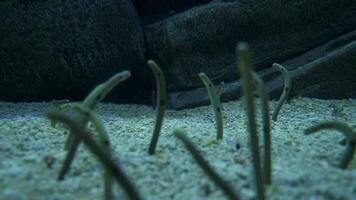 The Garden of Eel - the out of this world, mildly disturbing feeding pattern of garden eels, Ocean creatures, Ocean, Bottom of the ocean video