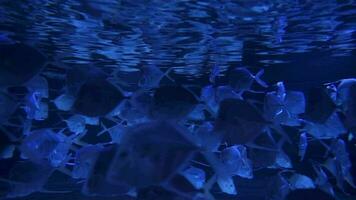 olhares peixe Selene vômer escola hipnotizante círculos uma espécies do jogos peixe dentro a família carangidae profundo azul fundo video