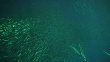 milhão rodopiando escola do peixe dentro profundo água fundo lento movimento video