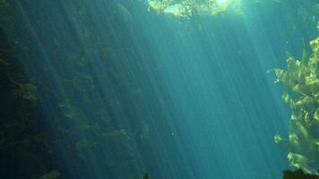 rayon de lumières dans Profond bleu océan mer l'eau avec des poissons et les requins Contexte video