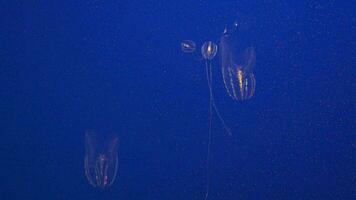 Mnemiopsis leidyi, the warty comb jelly or sea walnut, is a species of tentaculate ctenophore comb jelly with Dark Blue Background video