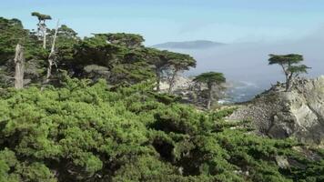 de ensam cypress står ensam på dimmig kustlinje av naturskön 17 mil kör sten strand på carmel förbi de hav och stor sur - en oländig sträcka av kalifornien central kust video