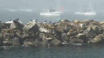 honderd van schepen Aan Monterey baai strand Californië gedekt door dik de nevel wolk mist video