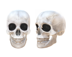 3D Rendering Skull Front And Frontside View png