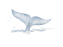 A Blue whale tail drawing in watercolor isolated on transparency background png