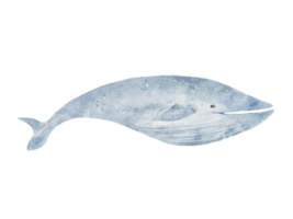 set of Blue whale drawing in watercolor isolated on transparency background png