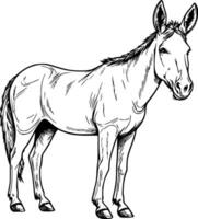 realista Burro vector ilustración