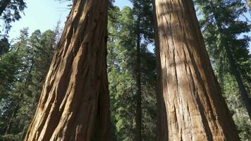 de algemeen Sherman kolossaal reusachtig boom sequoiadendron gigantisch grootste bekend leven stam boom Aan aarde in sequoia nationaal park Californië Verenigde Staten van Amerika video