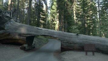 tunnel log è su moro roccia mezzaluna prato strada nel il gigante foresta la zona di sequoia nazionale parco video