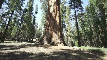 de algemeen Sherman kolossaal reusachtig boom sequoiadendron gigantisch grootste bekend leven stam boom Aan aarde in sequoia nationaal park Californië Verenigde Staten van Amerika video