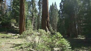 de allmän sherman kolossal jätte träd sequoiadendron giganteum största känd levande stam träd på jord i sequoia nationell parkera kalifornien USA video