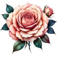 Garden Rose Flower Centifolia Roses Floral Design. AI Generative png