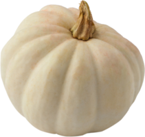 isolated pumpkin fruit on transparent background. png