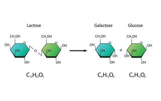 Lactose Hydrolysis. Lactase enzyme Effect On Lactose Sugar Molecule vector