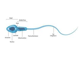 Spermatozoon male cell structure diagram schematic. Medical science educational vector
