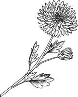 Vector black and white graphic illustration of chrysanthemum flower, hand drawn.