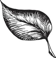 Vector black and white graphic illustration of leaves, hand drawn