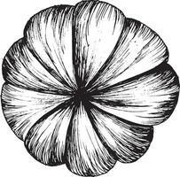 vector gráfico negro y blanco dibujo de calabaza, mano dibujado calabaza, otoño cosecha, Víspera de Todos los Santos día festivo, miércoles