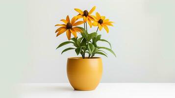 Photo of Rudbeckia flower in pot isolated on white background. Generative AI