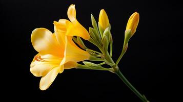 Photo of beautiful Freesia flower isolated on white background. Generative AI