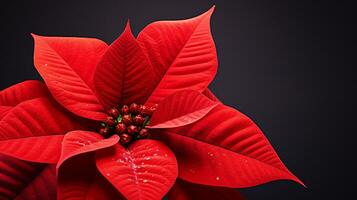 Photo of beautiful Poinsettia flower isolated on white background. Generative AI