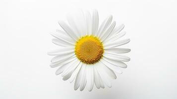 Photo of beautiful Daisy flower isolated on white background. Generative AI