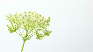 Photo of beautiful Queen Anne's Lace flower isolated on white background. Generative AI