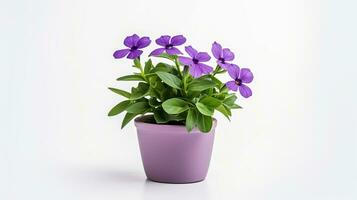 foto de verbena flor en maceta aislado en blanco antecedentes. generativo ai