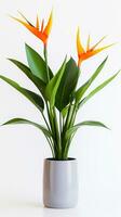 Photo of Bird of Paradise flower in pot isolated on white background. Generative AI