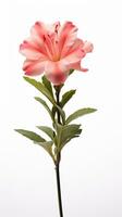 Photo of beautiful Gladiolus flower isolated on white background. Generative AI