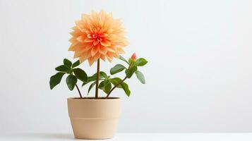 Photo of Dahlia flower in pot isolated on white background. Generative AI