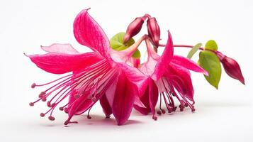 Photo of beautiful Fuchsia flower isolated on white background. Generative AI