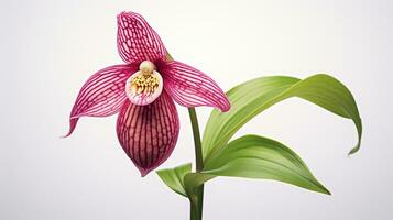 Photo of beautiful Lady's Slipper flower isolated on white background. Generative AI