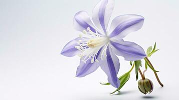 Photo of beautiful Columbine flower isolated on white background. Generative AI