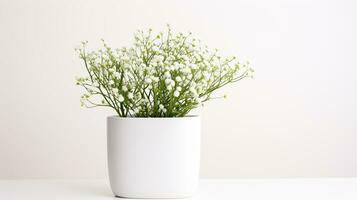 Photo of Gypsophila flower in pot isolated on white background. Generative AI