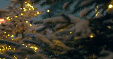 Spar bomen met Kerstmis lichten in besneeuwd avond park video