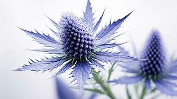 Photo of beautiful Sea Holly flower isolated on white background. Generative AI