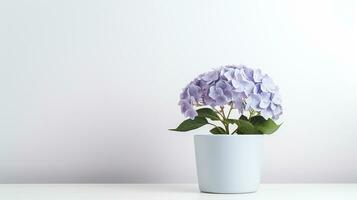 Photo of Hydrangea flower in pot isolated on white background. Generative AI