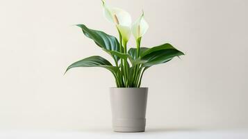 Photo of Calla Lily flower in pot isolated on white background. Generative AI