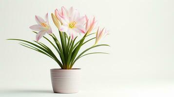Photo of Zephyranthes flower in pot isolated on white background. Generative AI